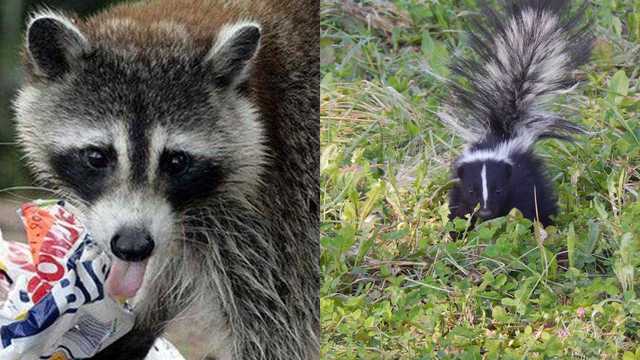 Person, 2 pets exposed to rabies in South Carolina