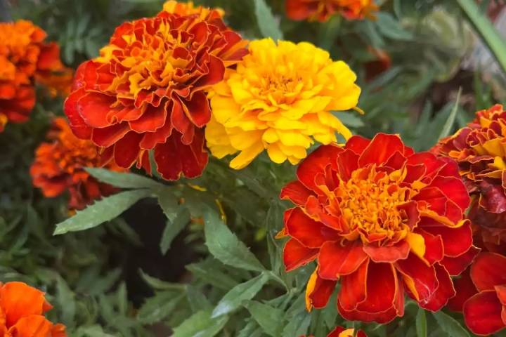 Qué hacer con el Cempasúchil después del Día de Muertos: Así puedes darle una segunda vida