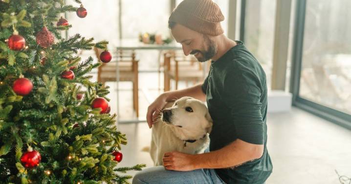 Stop your dog destroying your Christmas tree with easy 'treat' method