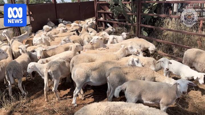 Alleged sheep rustler charged in southern Queensland
