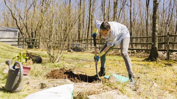The Bright And Sunny Shrub To Plant In The Fall For A Better Spring