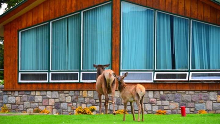 Fairmont Jasper Park Lodge GM lauded for saving hotel from 2024 wildfire