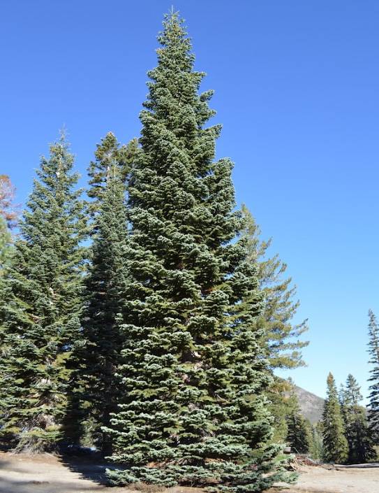 Where you can catch a glimpse of  the U.S. Capitol Christmas Tree in Las Vegas