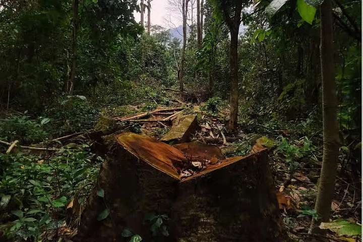 Forest Dept refutes claims of large-scale forest damage in Boniyar