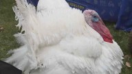 Pardoning turkeys? Colorado continues the not