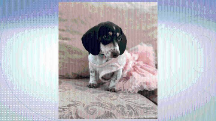 Family urges community to slow down after dog killed in alleged hit