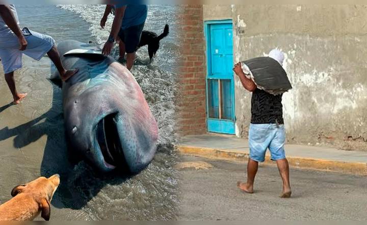 Hallan rara especie de tiburón en mar de Piura y pobladores filetean su carne