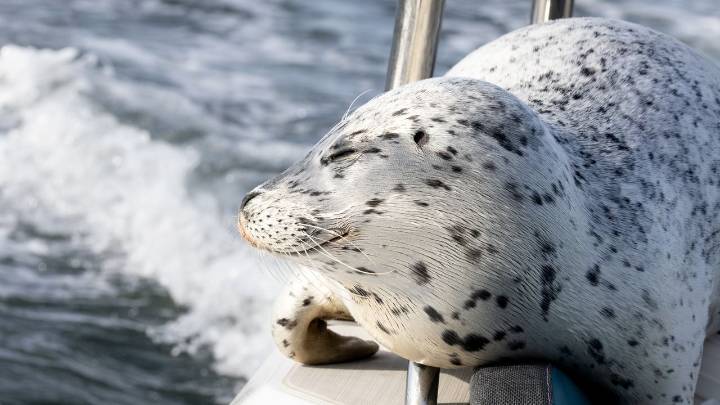 Seal escapes orca hunt by jumping onto photographer's boat