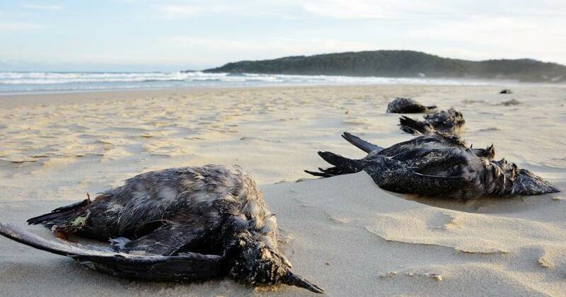 The ecological disaster threatening Australian seabirds