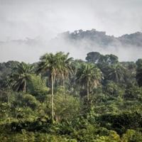 The case of Africa's 'vanishing' carbon deals