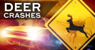 Hamilton Co. seeing less deer-related crashes this deer season