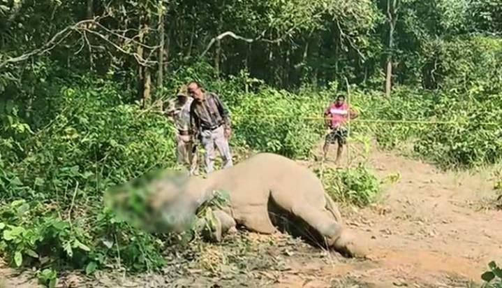 Elephant Tragedy Strikes Odisha: Two Die In Separate Incidents