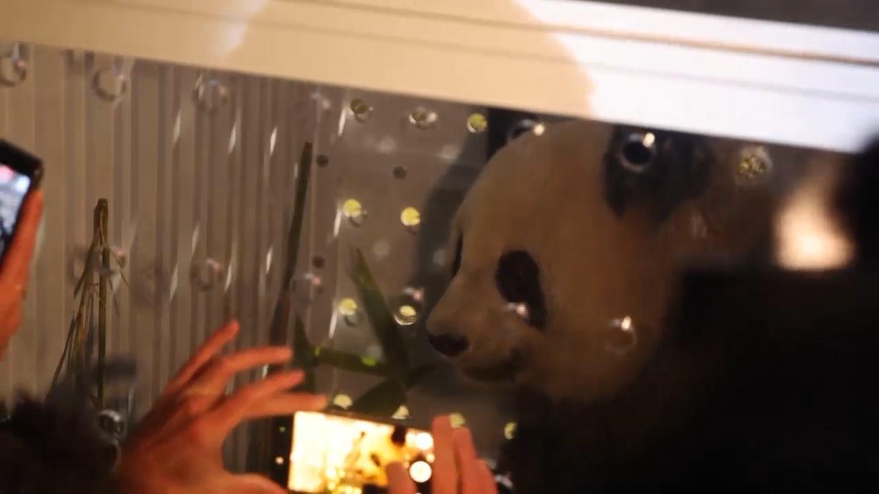 France bids farewell to two pandas heading back to China