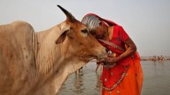 Why an email about cows is intensifying concerns about academic freedom in India