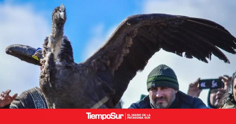 Cuenca Carbonífera Empezó el Primer Congreso de Cóndores en 28 de Noviembre