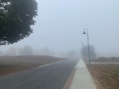 Into the fog: Researching the California coastal staple