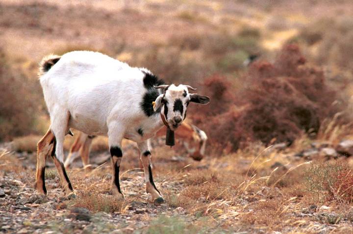 Las cabras actuales de Canarias descienden directamente de las que trajeron los aborígenes