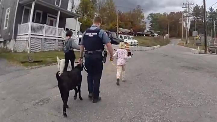 HCPD helps return two lost goats to owner in Ellicott City
