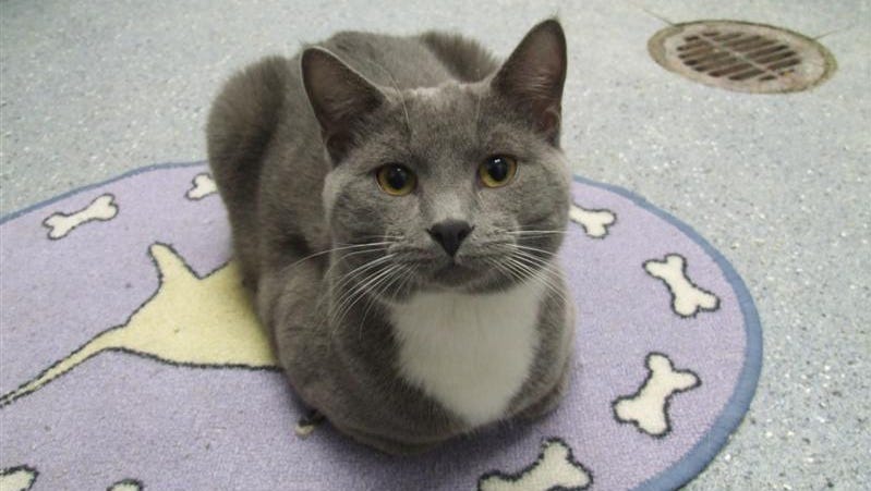 Fairhaven Animal Shelter fees are rising. Here's by how much.