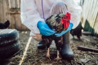 Bird Flu Revealed to Thrive in Fever as US Reports First Human H5N5 Death