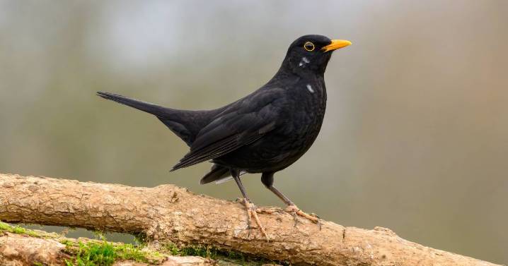 Blackbirds will keep visiting garden if you put 1 plant outside in November