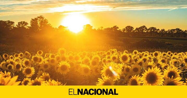 Veranillo de San Martín en Catalunya: ¿dónde y cuándo se dispararán las temperaturas?