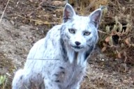 Extremely Rare White Iberian Lynx Caught on Camera by Amateur Photographer
