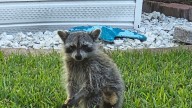 Is it legal to own a racoon as a pet in California?