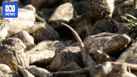 Farmers trial sugar beets to capitalise on growing need for sustainable aviation fuel