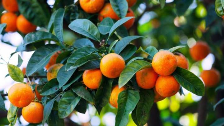 Beneficios de tomar té de hojas de mandarina regularmente