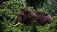 Dilemma surrounding compensation for wildlife attack victims in Kerala