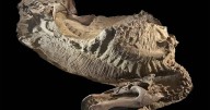 Rare dinosaur mummies help scientists recreate their prehistoric lives