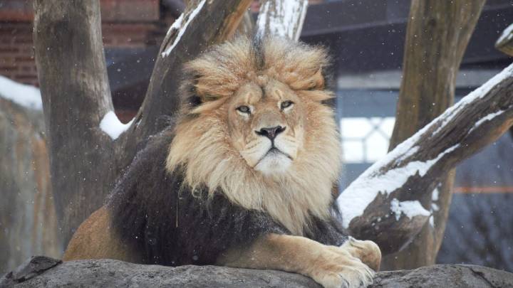 Chicago's first snowfall causes chaos and a lion's delight