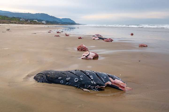 Oregon tribe harvests beached whale for the first time in generations