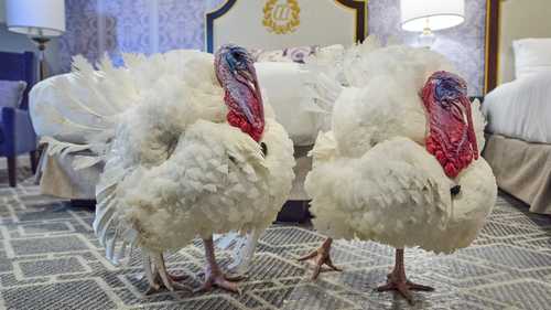 2025 National Thanksgiving Turkeys, NC natives retire after pardoned at the White House