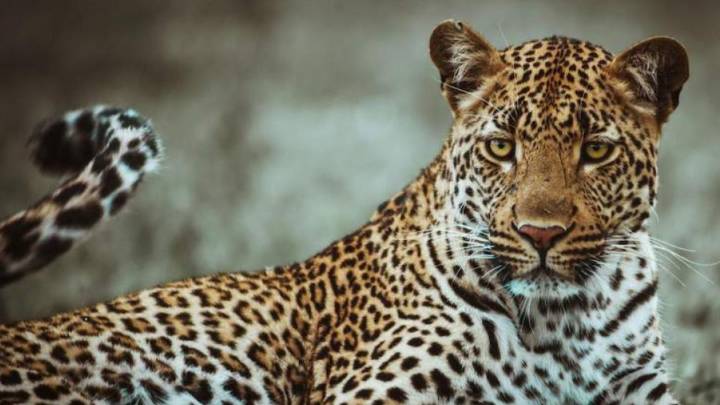 Leopard killed three people in Pune was shot dead by forest dept