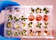 Un hongo, posible reemplazo de los herbicidas tradicionales