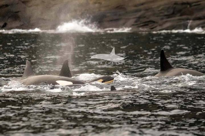 Wildlife Photographer Gets 'First-Ever' Photos of an Orca Birth and Minutes After