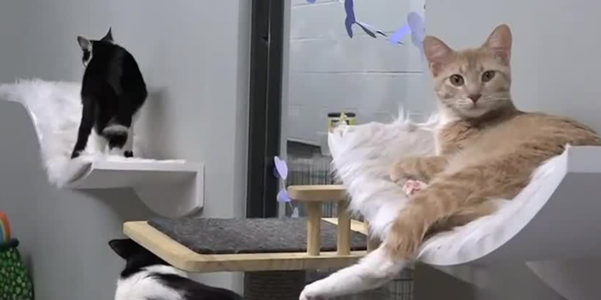 On Your Side: Scammers try to steal from animal rescues