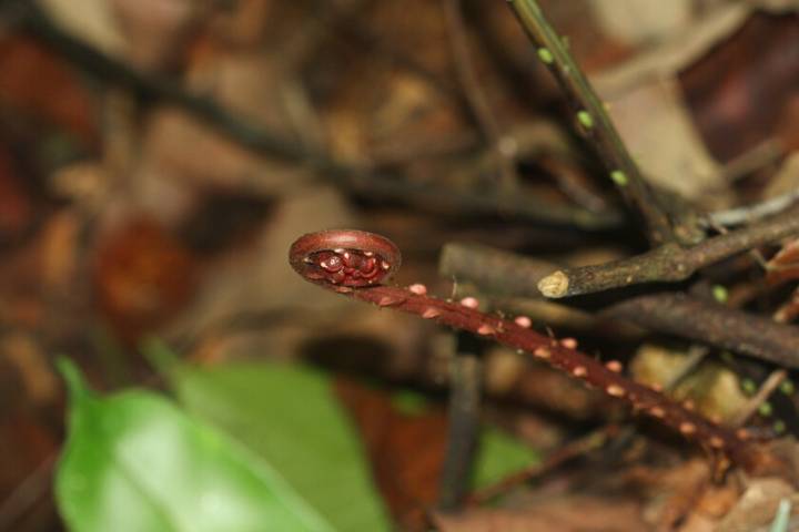 China ha encontrado el santo grial de las tierras raras. Y lo más sorprendente es dónde: en el interior de un ser vivo