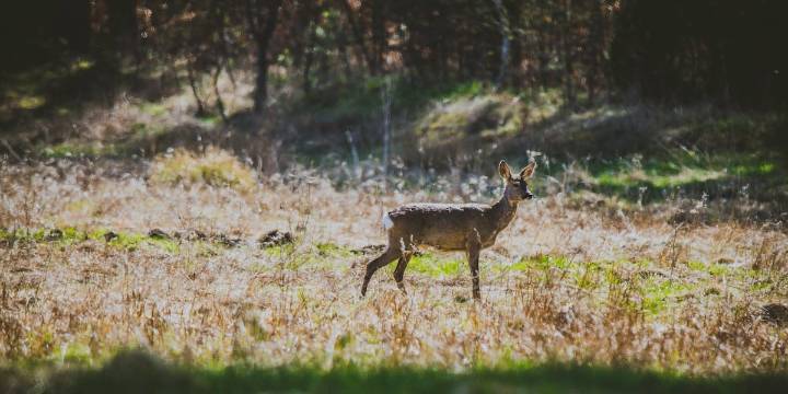 DNR to host hunter appreciation events