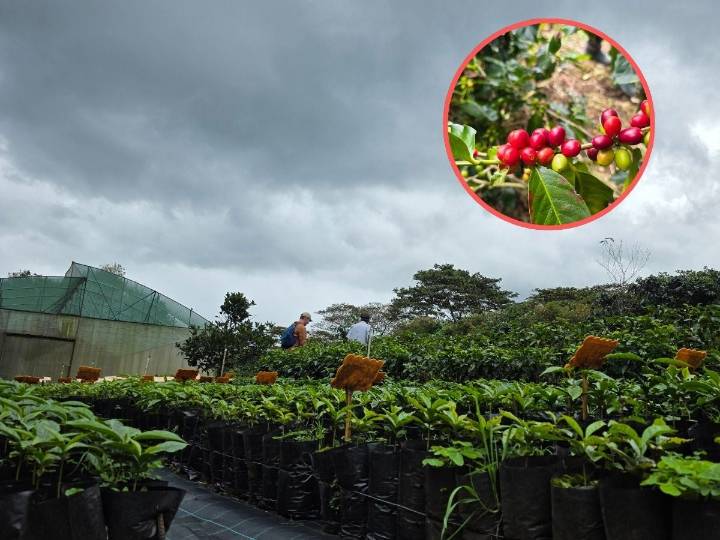 El café que tomas podría desaparecer; así intentan rescatarlo
