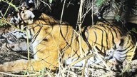 Suspected killer tiger captured