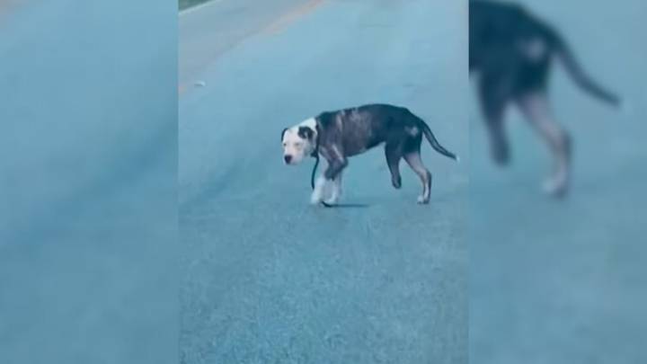 Three-Legged Dog From Texas Kept Walking In Traffic But Then One Driver Stopped To Help And Everything Changed