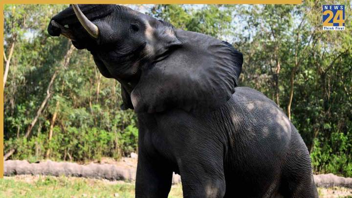 Rare virus kills African elephant inside Delhi Zoo