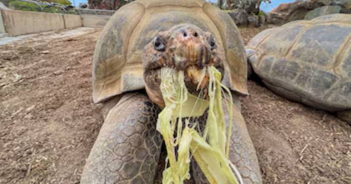 Un siglo y medio de vida: el adiós a Gramma, la tortuga de Islas Galápagos que maravilló al mundo