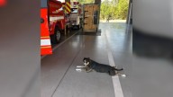 Dog Finds Her Way Into Texas Fire Station, What Happens Next Warms Everyone's Hearts
