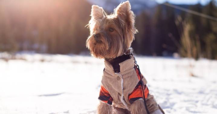 Vet settles debate on whether dogs should wear coats during cold winter walks