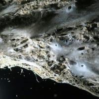 Giant spider web found in Greek-Albanian border cave: study