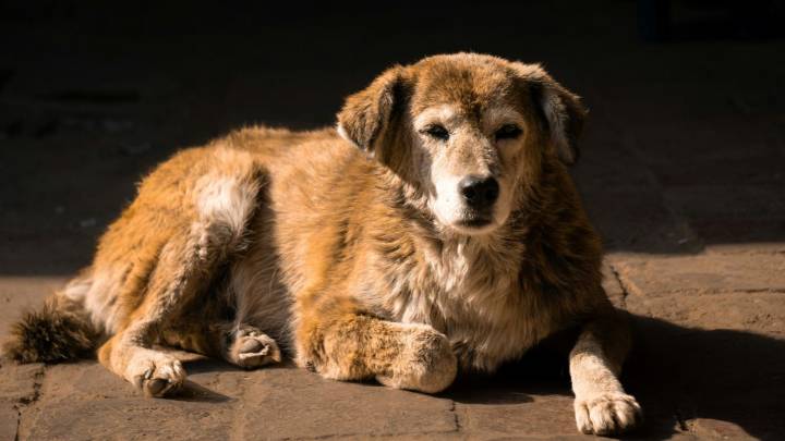 Perro "comunitario" ataca a niño dentro de una papelería y le causa heridas en el rostro y el cráneo en Tehuacán